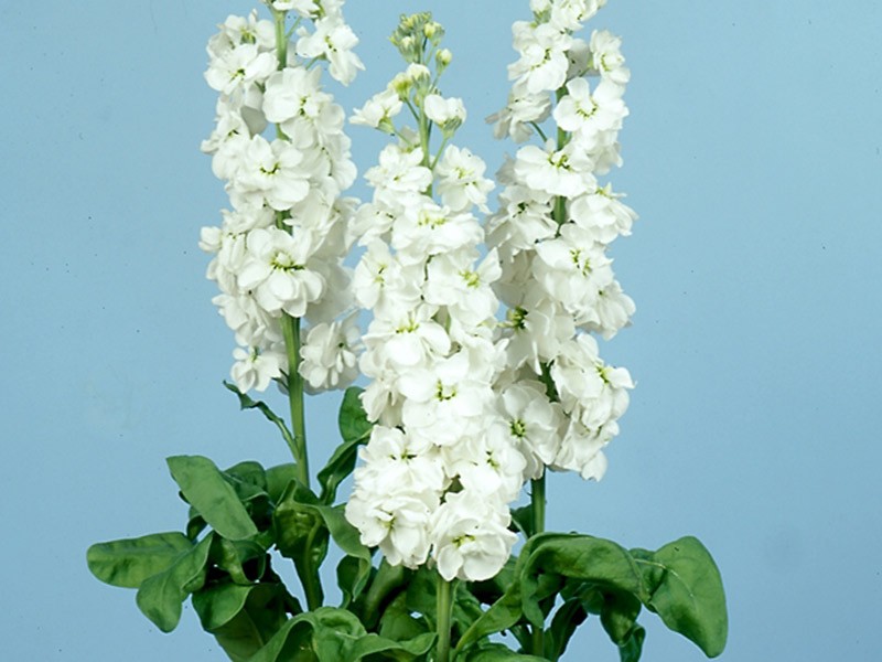 Βιολέτα White