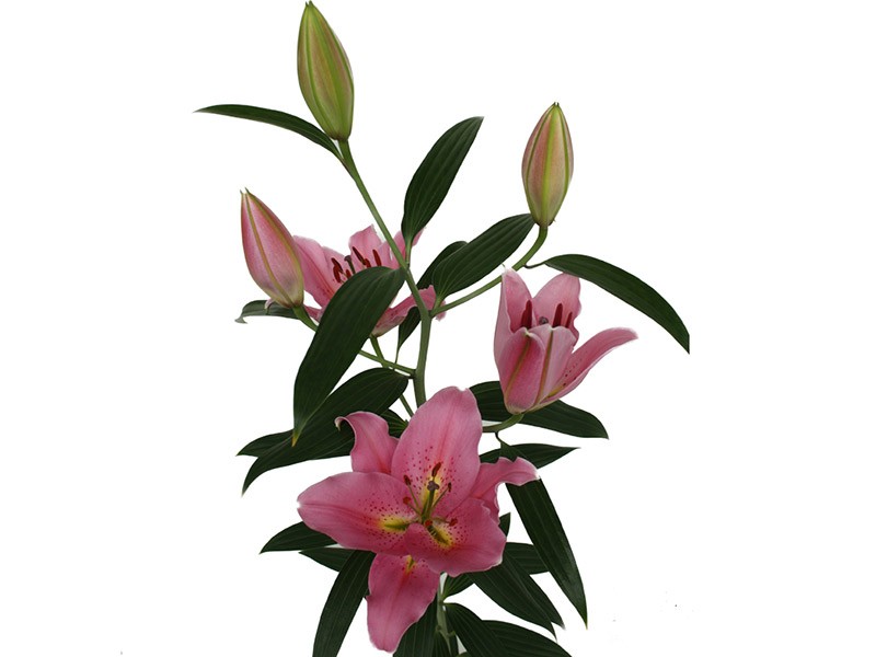 Lilium Or Medusa