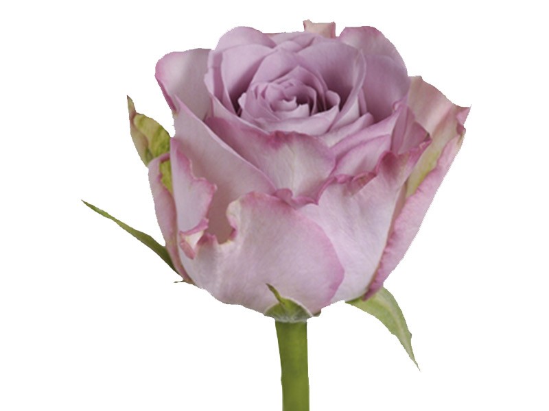 Rosa Memory Lane