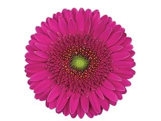 Ζέρμπερες Mermaid