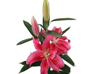 Lilium Or Mero Star