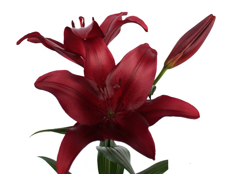 Lilium Az Methone