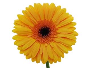 Ζέρμπερες Mette