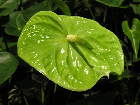 Ανθούρια Midori