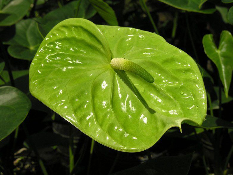 Midori