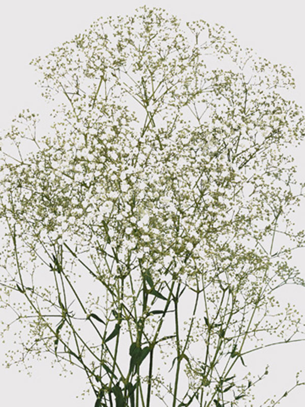 Gypsophila Million Stars