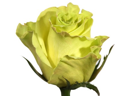 Rosa Mint