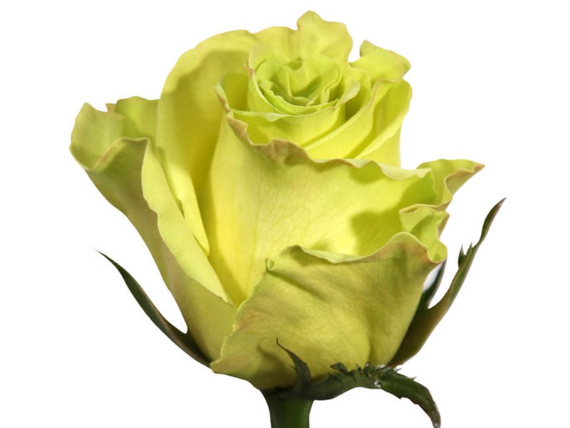 Rosa Mint