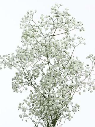 Gypshophila Mirabela