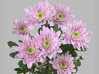 Χρυσάνθεμα Mona Liza