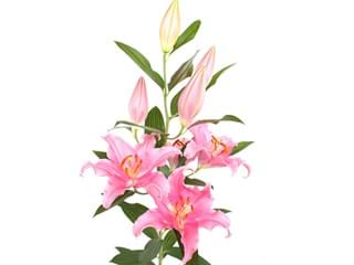 Lilium Or Monferrato