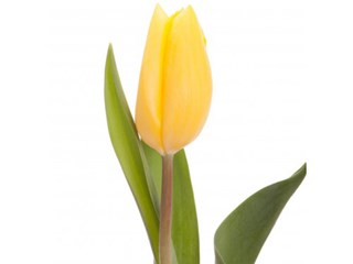 Τουλίπες Montecito