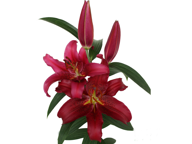 Lilium Or Montezuma