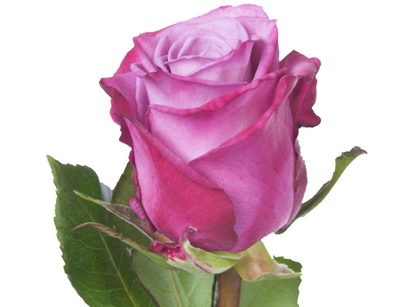 Rosa Moody Blues