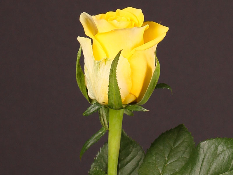 Rosa Moonwalk