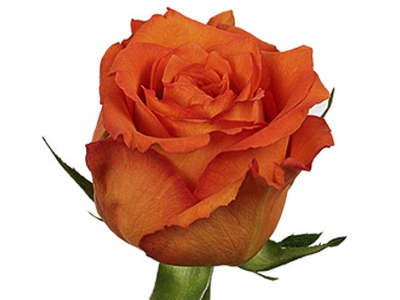 Rosa Mpesa