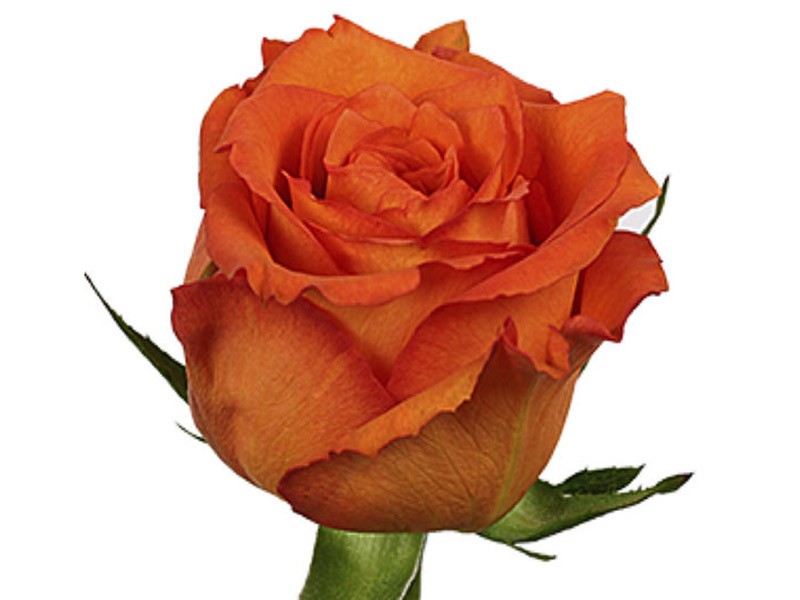 Rosa Mpesa