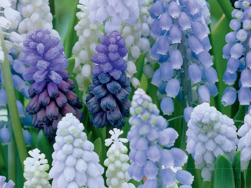 Muscari