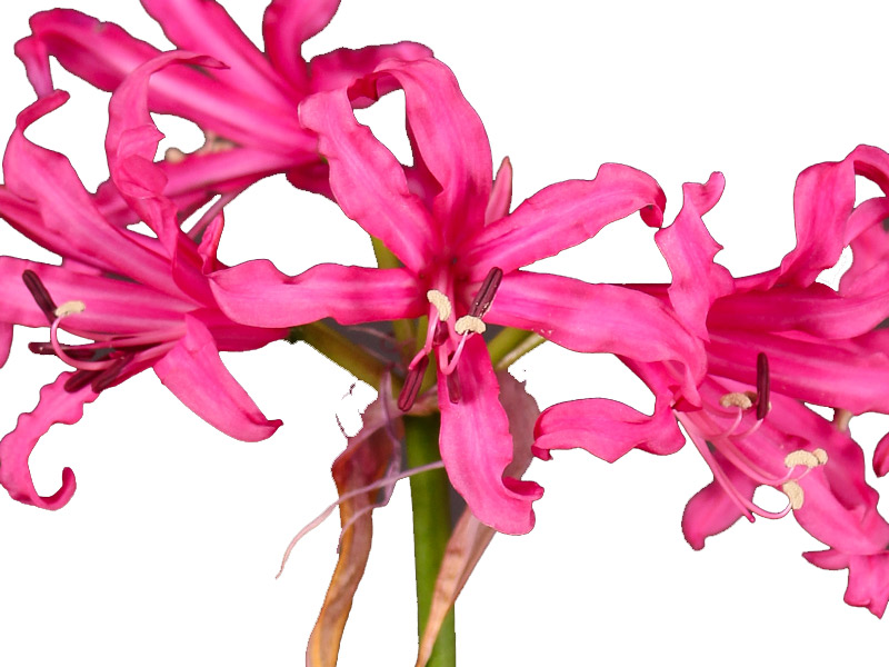 Nerine Fushia