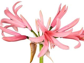 Nerine Pink