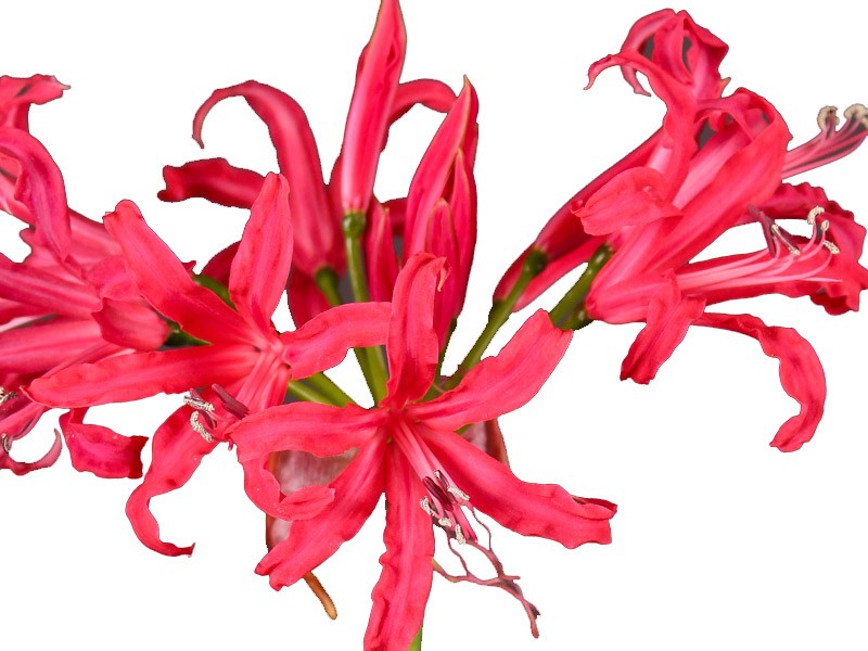 Nerine Red