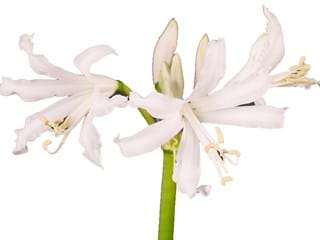 Nerine White
