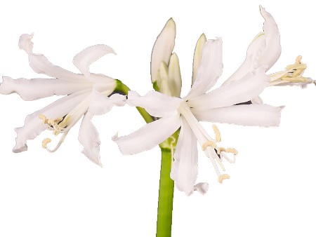 Nerine White