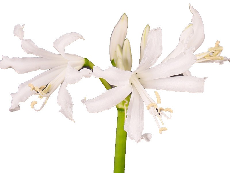Nerine White
