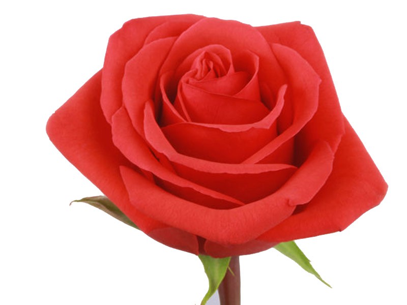 Rosa Nina
