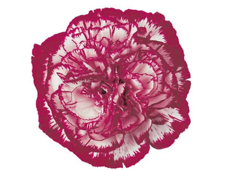 Dianthus Noblesse