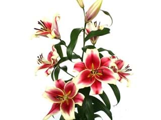 Lilium Or Nvesia