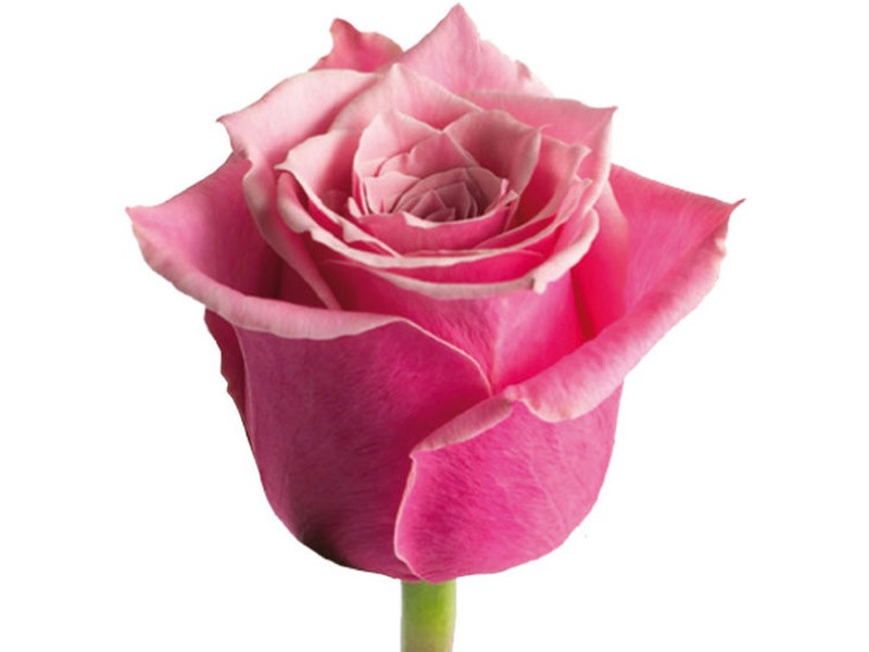 Rosa Oops