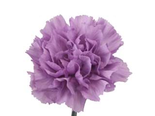 Γαρύφαλλα Moonaqua