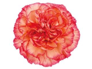 Γαρύφαλλα Orange Viana