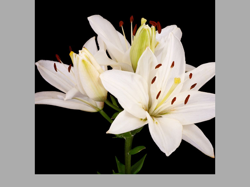 Lilium Or Blanco