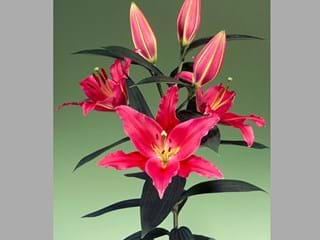 Lilium Or Montezuma