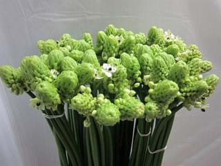 Ornithogalum Arabicum