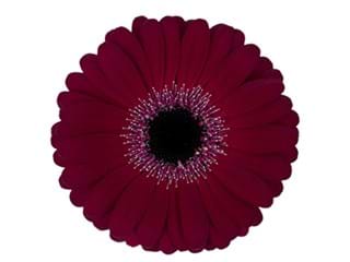 Ζέρμπερες Oti