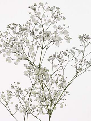 Gypsophila Overtime