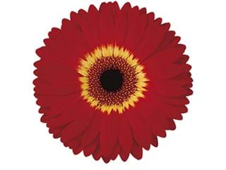 Ζέρμπερες Oxford