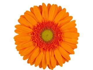 Ζέρμπερες Ozan