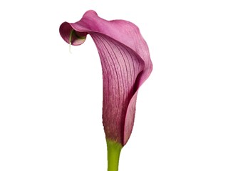 Zantedeschia Paco