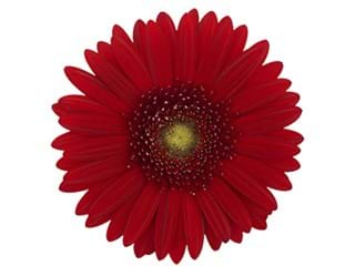 Ζέρμπερες Passion