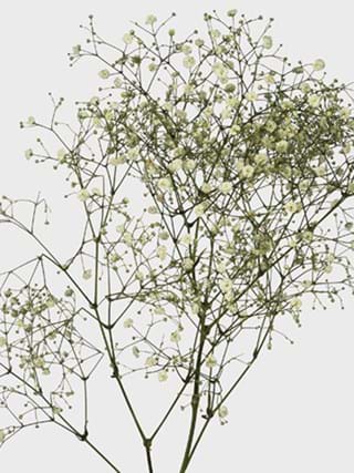 Gypsophila Perfecta