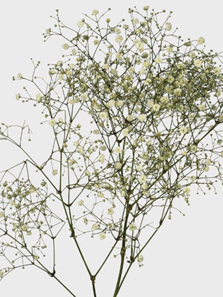 Gypsophila Perfecta