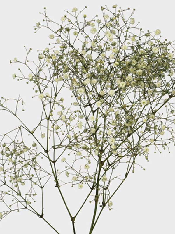 Gypsophila Perfecta