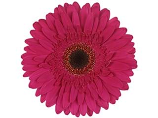 Ζέρμπερες Performance