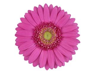 Ζέρμπερες Peter Pan