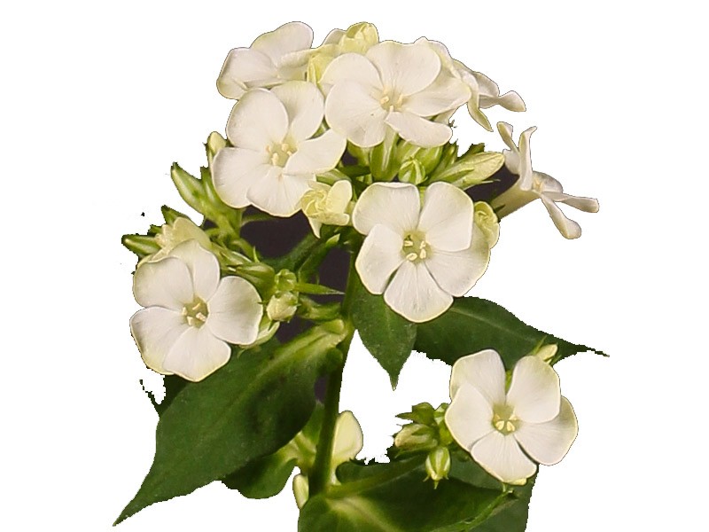 Phlox White