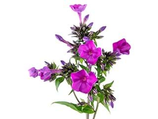 Phlox Fuschia